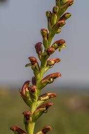 Image result for Disa brevicornis