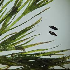 Image result for Najadaceae