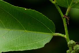 Image result for Grewia inaequilatera