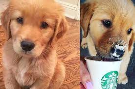 It's also free to list your available puppies and litters on our site. 23 Golden Retriever Puppies Who Ll Remind You There Are Still Good Things In This World