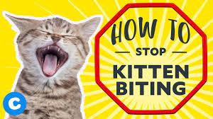 How to stop kitten from biting by giving them an object to bite just like human babies, kitten also needs teething, so giving them anything that is safe to bite is a good solution to make sure that their teeth don't hurt anyone or damage anything. How To Stop Kitten Biting Youtube