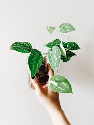 Silver satin pothos vs scindapsus. Scindapsus Pictus Argyraeus Silver Satin Pothos