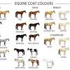 Buckskin horses dun horse american quarter horse horse world mans best friend friends nature animals stuff stuff. 1