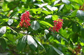 It has a simple opposite leaf pattern and often is planted as an ornamental for its bright foliage and flowers. What Is A Red Buckeye Tree Guide To Red Buckeye Tree Care