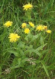 Image result for Crepis newii