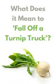 What Does It Mean To Fall Off A Turnip Truck Turnip Turnip Head Advanced English Vocabulary