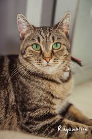 Holly Came To Us From Mildura Pound She Was Supposed To Be Pregnant But After A Visit To The Vet And An Ultrasound We Could Tell There Was Something There Gatos