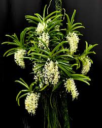 Image result for Cyrtorchis