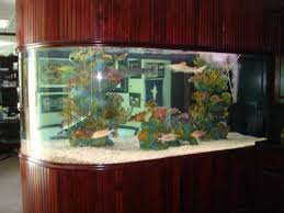 Keep in mind that 1 gallon of water equals 8.34 pounds, so you need to ensure that your floor can handle the weight of your new aquarium. For Sale 2000 Gallon Aquarium Setup 25k Socal Pickup Only Monsterfishkeepers Com