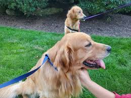 Two loose goldens in nanuet in the hamlets