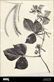 Image result for Indigofera brachynema