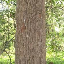 Image result for Cryptocarya transvaalensis