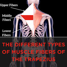 Trapezius muscle (musculus trapezius) the trapezius muscle is a large, triangular, paired muscle located on the posterior aspect of the neck and thorax. Muscle Breakdown Trapezius Your House Fitness