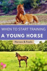 Training A Young Horse Is Such A Rewarding Experience Especially The First Time Around But The Question O Horse Training Tips Horse Training Horseback Riding