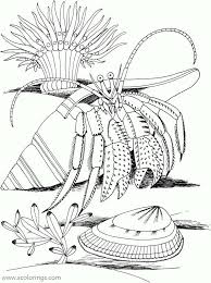 Shells can filter around 50 gallons of water, equivalent to 189 liters. Hermit Crabs And Seashell Coloring Pages Xcolorings Com