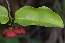 Image result for Uvaria afra