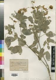 Image result for Crotalaria natalitia