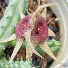 Image result for Huernia procumbens