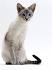 Is Charlie a Tabby Point Siamese? - Life with Siamese Cats