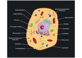 Diagram of animal cell simple. A Labeled Diagram Of The Animal Cell And Its Organelles Biology Wise