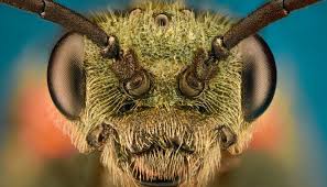 Jun 05, 2014 · the brain in action: Surprising Ways In Which Critters May Advance Research