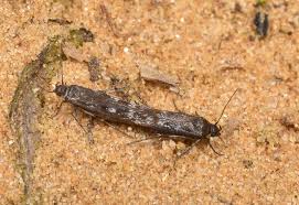 Image result for Scythris crypta