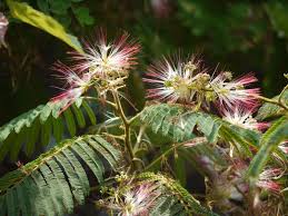 Image result for Albizia