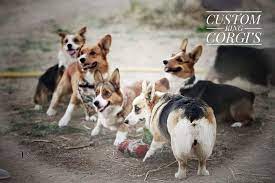 Our pembroke welsh corgis are guaranteed to be dm. Home