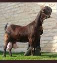 The Damascus goat. They're beautiful as youngsters, then as they ...