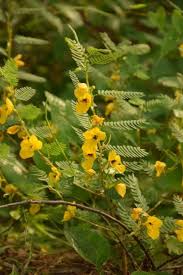 Image result for Chamaecrista paralias