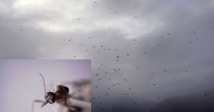Visit any country in the world, and as soon as you head. Scotland Preparing For Midge Explosion With 68 Billion Biting Bugs Set To Invade This Summer Daily Record
