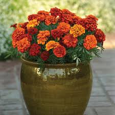 Image result for Tagetes patula
