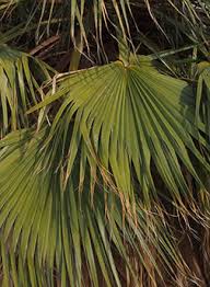 Image result for Washingtonia filifera