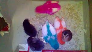 Kan menarik tuh, tapi nggak tahan lama, cepet lemes, sakit. Mewarnai Dan Menggambar Cara Mewarnai Anak Ayam Warna Warni