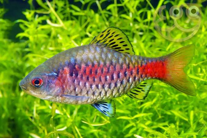 Odessa Barb - Pethia Padamya Fish Profile & Care Guide