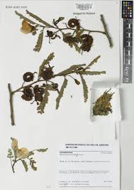 Image result for Aeschynomene elaphroxylon