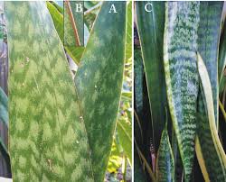 Image result for Sansevieria hyacinthoides