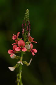 Image result for Indigastrum costatum