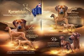 Six akc puppies for sale, all great ridges, parents on site! Koruridge Rhodesian Ridgebacks
