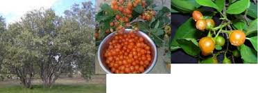 Image result for Cordia sinensis