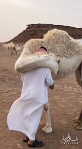The bottles rattled as he carried the crates. This Man Returned Home Desperate After Losing A Son And His Camel Comforts Him With A Warm Hug Wtvideo Com