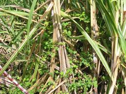 Image result for Rhynchosia mannii