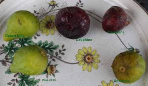 Résultat de recherche d'images pour "lampeira preta san pedro cultivar"