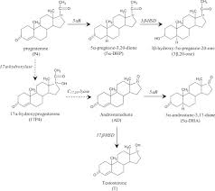 Image result for Pregnane Progestin