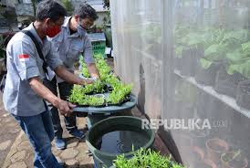 Untuk memulai usaha ternak lele, yang pertama perlu disiapkan adalah media budidaya. Urban Farming Terintegrasi Dan Budidaya Ikan Dalam Ember Republika Online