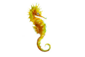 Seahorse Png Pictureid 16080459 Clipart Best Clipart Best Clip Art Image Pictures
