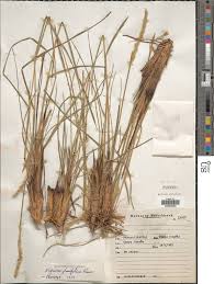 Image result for Elionurus tripsacoides