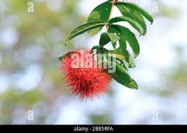 Image result for Combretum constrictum
