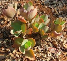 Image result for Kalanchoe latisepala