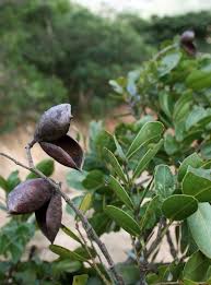 Image result for Copaifera baumiana